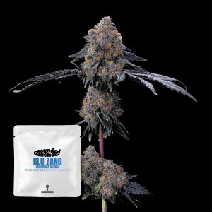 Blu Zang Grounded Genetics