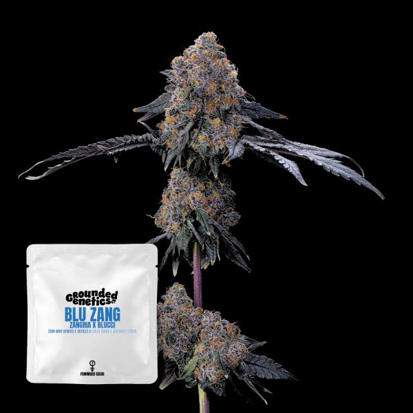 Grounded Genetics Blu Zang
