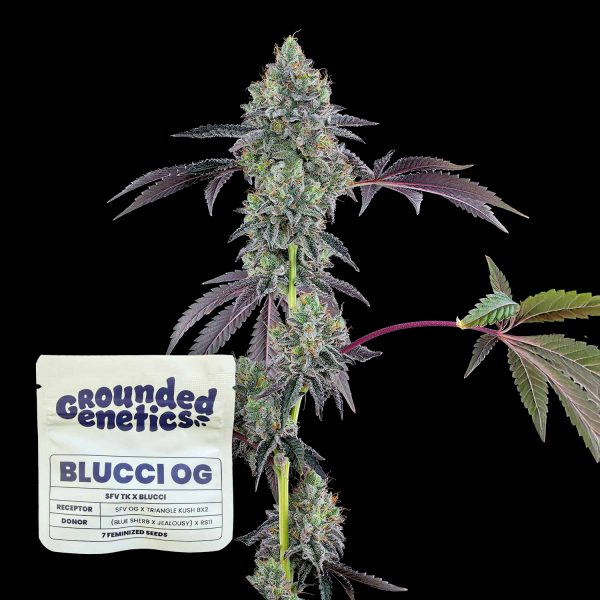 Grounded Genetics Blucci OG