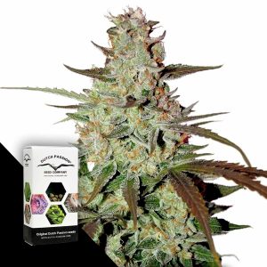 Blue Auto Mazar Dutch Passion