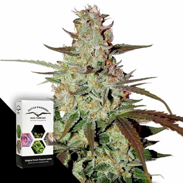 Dutch Passion Blue Auto Mazar