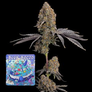 Blue Bacio Grounded Genetics