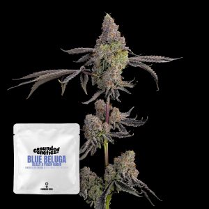 Blue Beluga Grounded Genetics