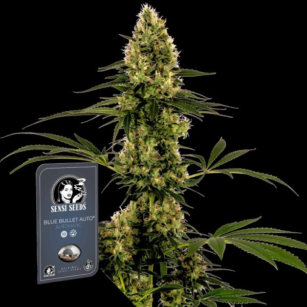 Sensi Seeds Blue Bullet Auto