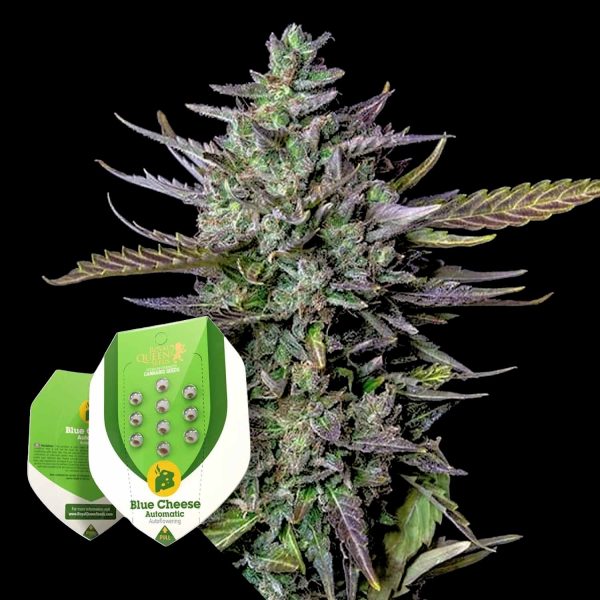 Royal Queen Seeds Blue Cheese Auto