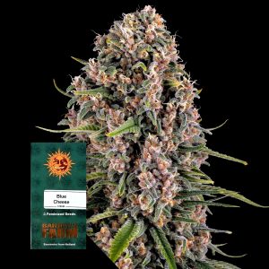Blue Cheese Barneys Farm