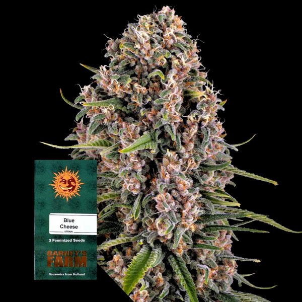 Barneys Farm Blue Cheese