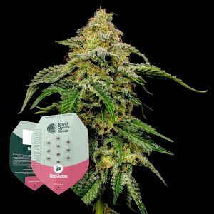 Blue Cheese Royal Queen Seeds