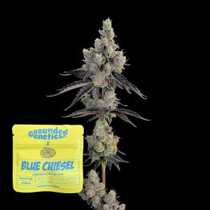 Blue Chiesel Grounded Genetics