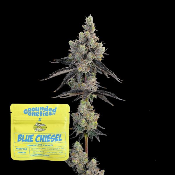 Grounded Genetics Blue Chiesel