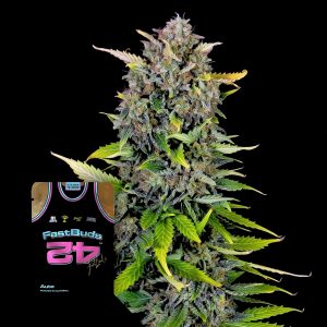 Blue Dream Auto 420 Fast Buds