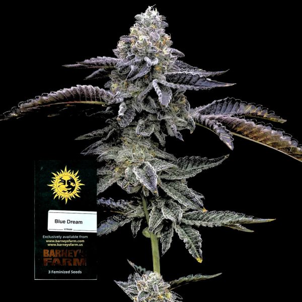 Barneys Farm Blue Dream