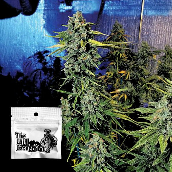 Cali Connection Blue Dream Haze