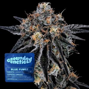 Blue Fumez Grounded Genetics