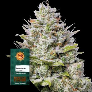 Blue Gelato 41 Barneys Farm