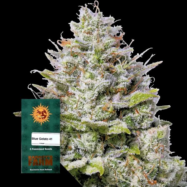 Barneys Farm Blue Gelato 41