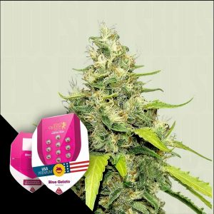 Blue Gelato Royal Queen Seeds