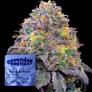 Blue Gelonade Grounded Genetics
