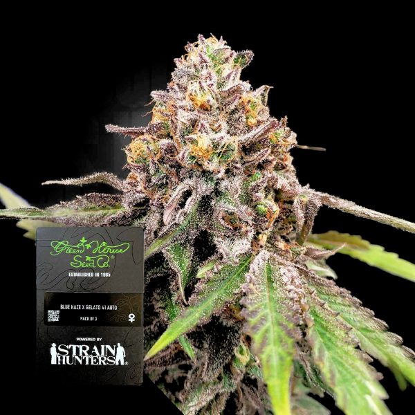 Green House Seeds Blue Haze x Gelato 41 Auto