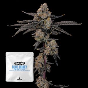Blue Honey Grounded Genetics