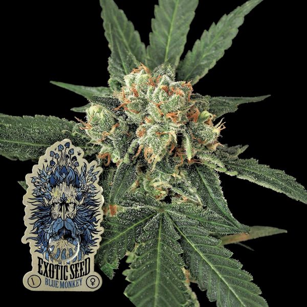 Exotic Seeds Blue Monkey