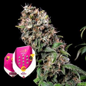 Blue Mystic Royal Queen Seeds