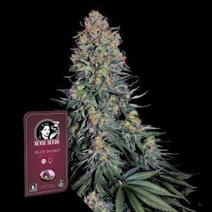 Blue Skunk Sensi Seeds