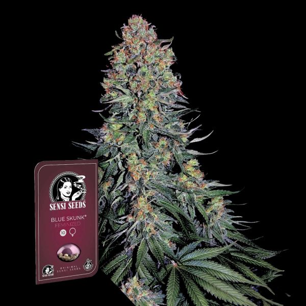 Sensi Seeds Blue Skunk