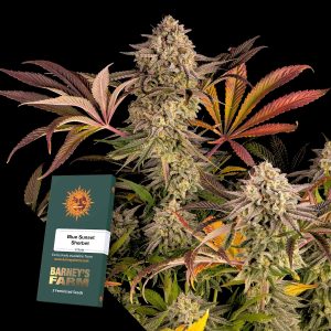 Blue Sunset Sherbert Barneys Farm