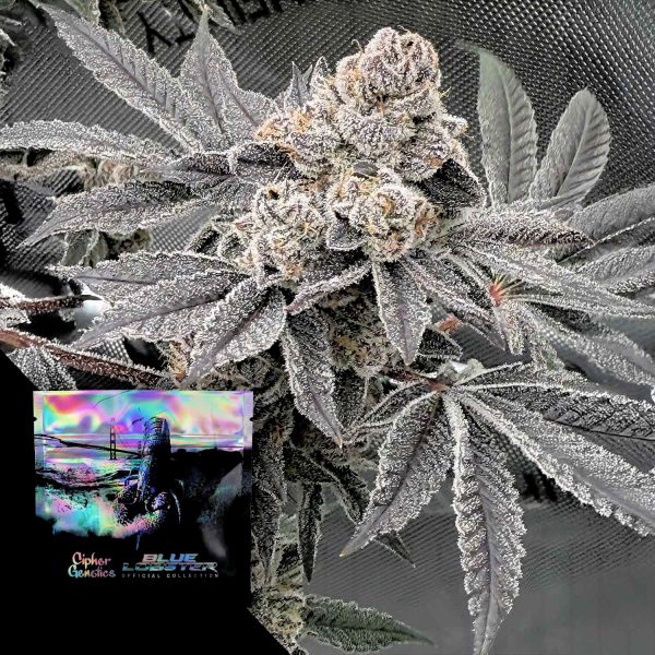 Cipher Genetics Blueberry Banana Lobster (BBL)