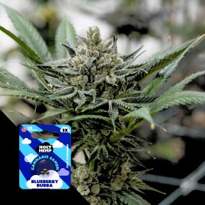 Blueberry Bubba Holy Hemp