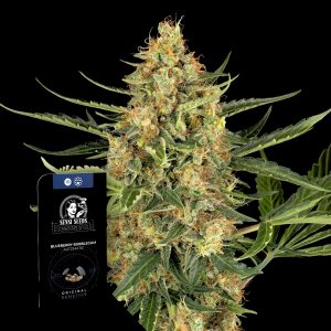 Blueberry Bubblegum Auto Sensi Seeds