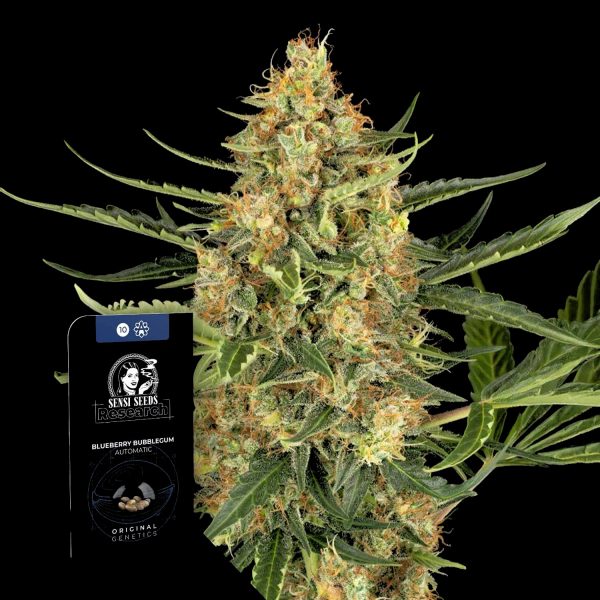 Sensi Seeds Blueberry Bubblegum Auto