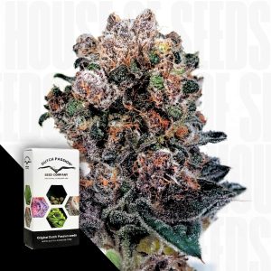 Blueberry Dutch Passion