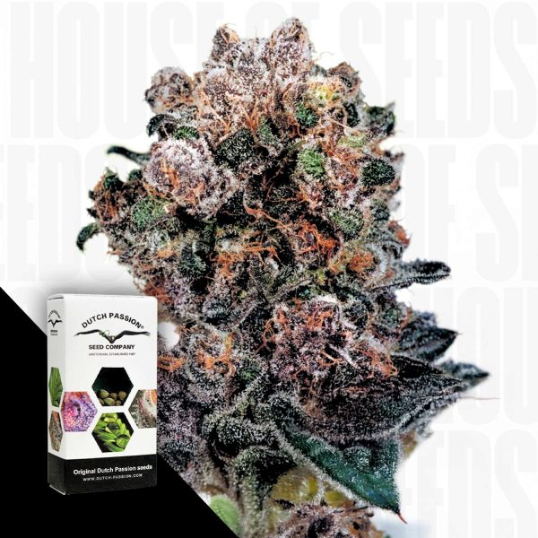 Dutch Passion Blueberry