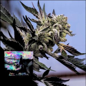 Blueberry Lobster Cipher Genetics