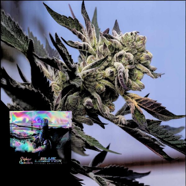Cipher Genetics Blueberry Lobster