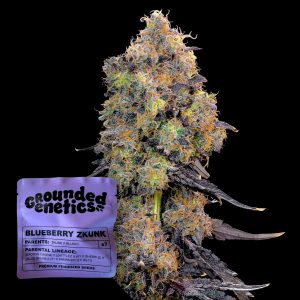 Blueberry Zkunk Grounded Genetics