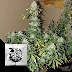 Boss Hogg Autoflowering Cali Connection