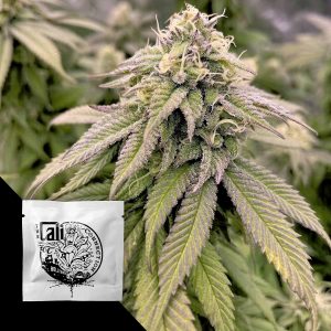 Boss Hogg Cali Connection