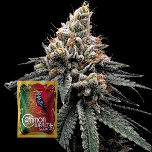 Common Wealth Seeds Co. Bramble Jam