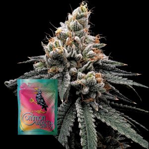 Common Wealth Seeds Co. Briar Berriez