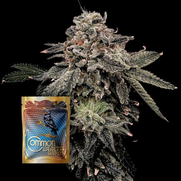 Common Wealth Seeds Co. Briar Patch