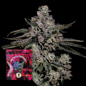 British Delight Wizard Trees