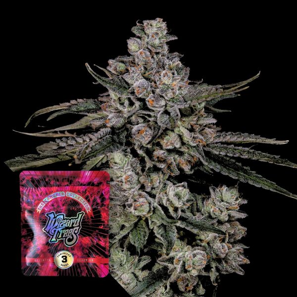Wizard Trees British delight