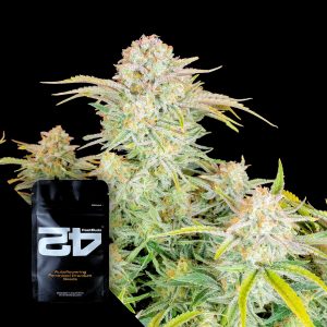 Bruce Banner Auto 420 Fast Buds