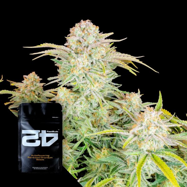 420 Fast Buds Bruce Banner Auto