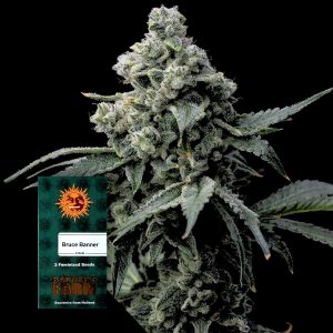 Bruce Banner Barneys Farm