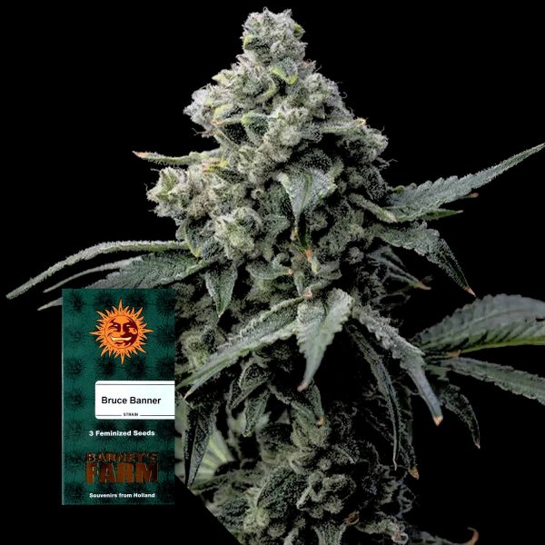 Barneys Farm Bruce Banner