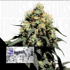 Bruce Lemon Diesel Super Sativa Seed Club
